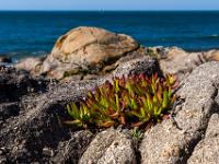 Mittagsblumen wachsen aus Felsspalte an Atlantikküste